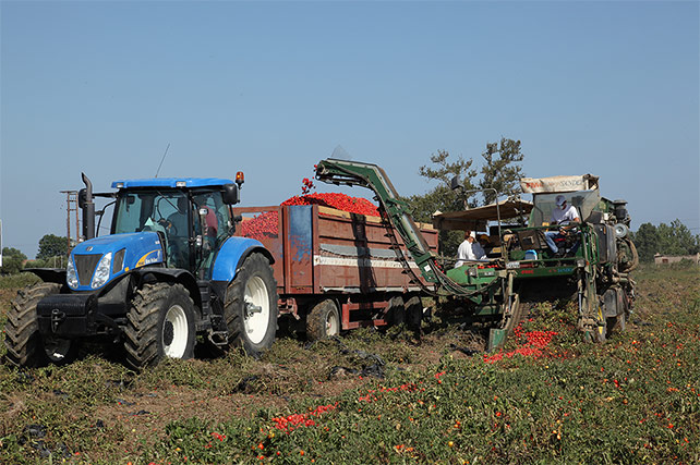 Καλλιεργητές συλλέγουν με μηχανήματα τομάτες από το χωράφι.