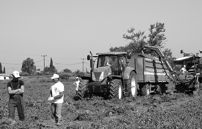 Farmers collect produce from fields.