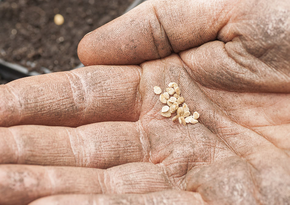 High quality seeds in the hand of a farmer.