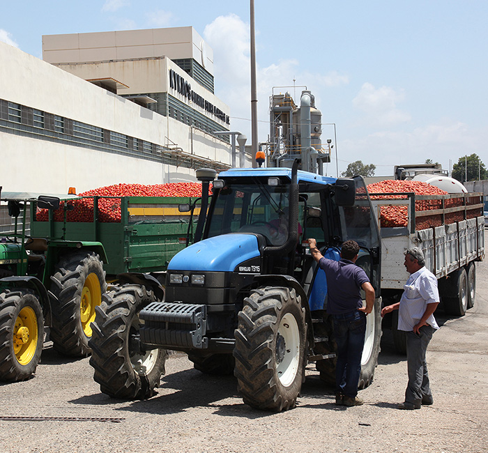 Greek local producers transfer tomatoes to the factory of KYKNOS, the Greek Canning Company.