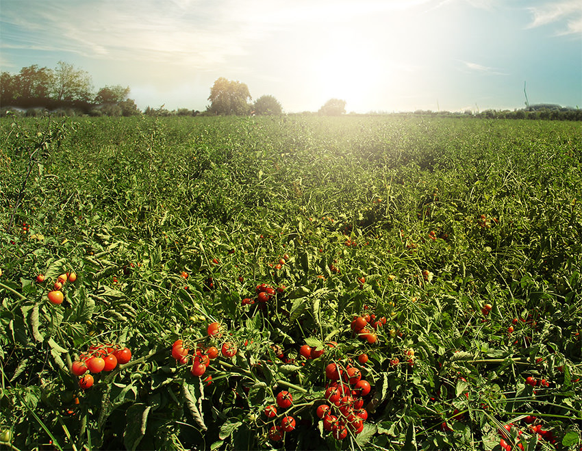Tomato fields.